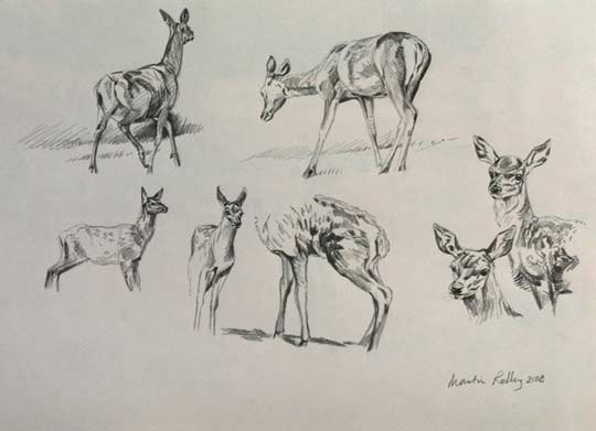 Red deer calf sketches